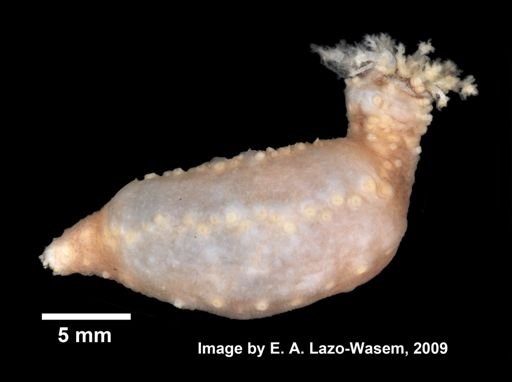 Holothuroidea