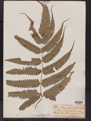 Pteris