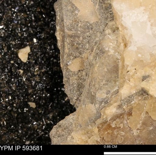 Baculites sp.