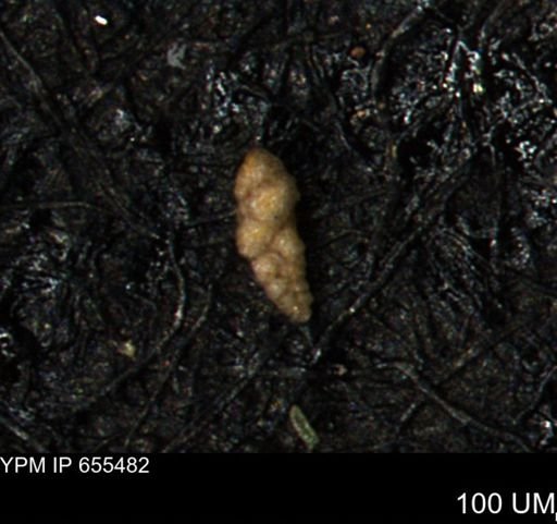 Verneuilina canadensis