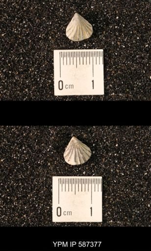 Camarotoechia whitei