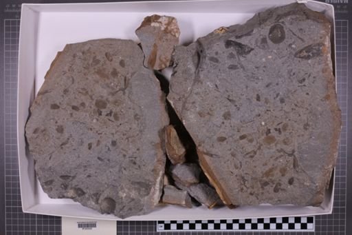 mixed taxa, stratigraphic collection