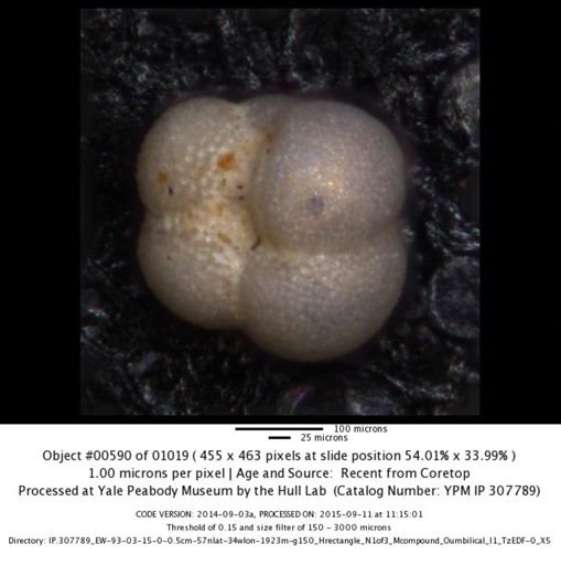 Neogloboquadrina incompta