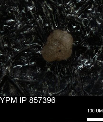 undet. Foraminiferida