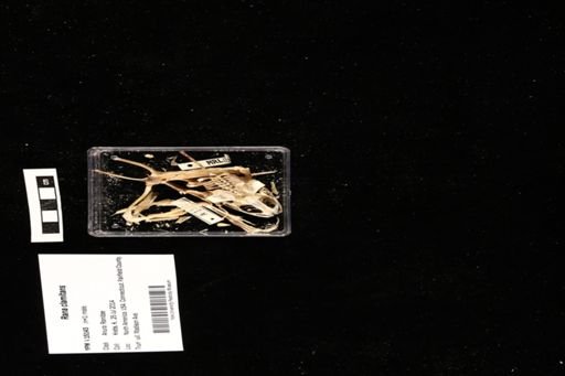 Rana clamitans