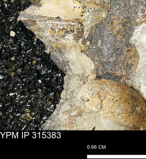 undet. Mollusca