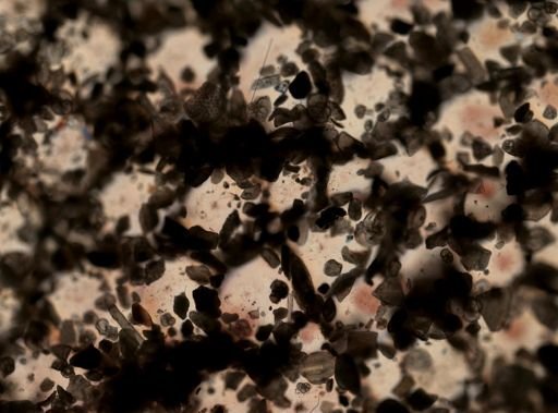 Ascidiacea