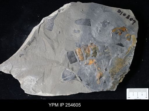 Eurypterida