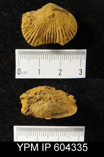 Uncinulus sp.