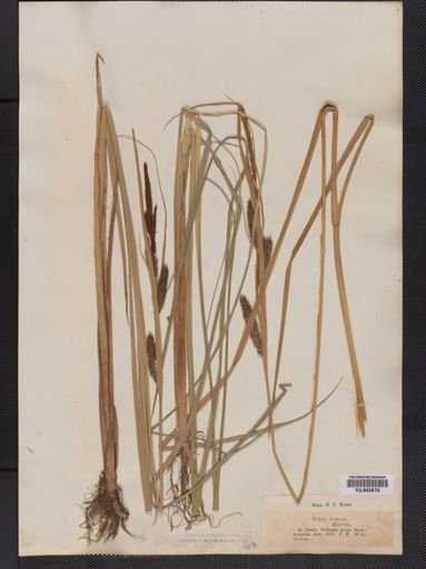 Carex