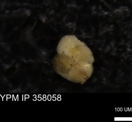 undet. Foraminiferida
