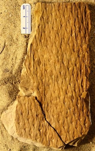 Lepidodendron sp.