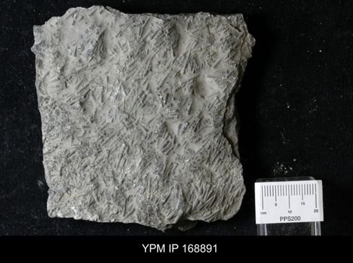 Tentaculites sp.