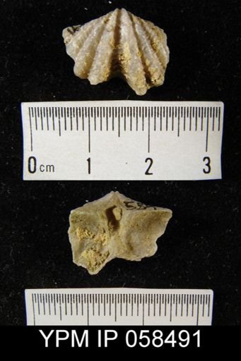 Megakozlowskiella