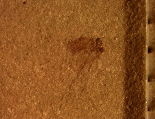 undet. Diptera