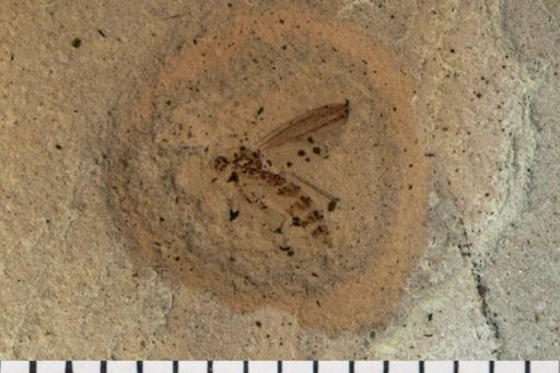 Diptera