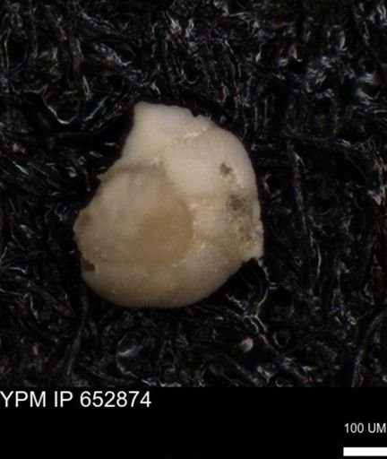 undet. Foraminiferida