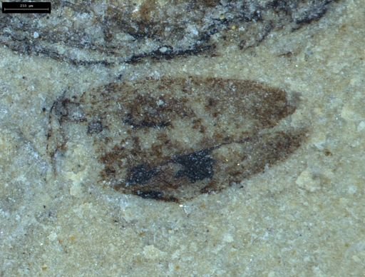 undet. Coleoptera