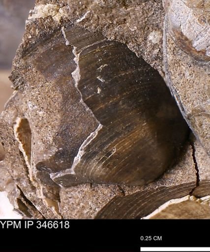 Limopsis striatopunctatus
