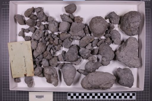 mixed taxa, stratigraphic collection