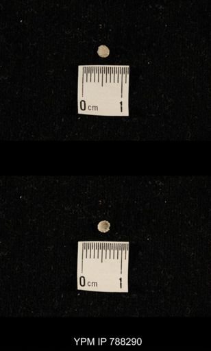 undet. Brachiopoda