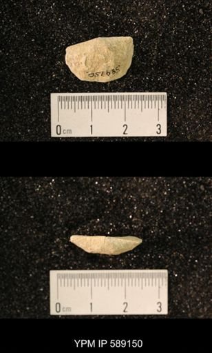 Sowerbyella sp.