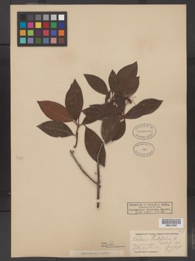 Kalmia latifolia