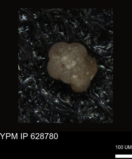 undet. Foraminiferida