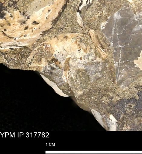 Hoploscaphites sp.