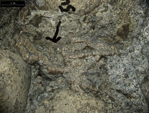 Aplocoma damesii