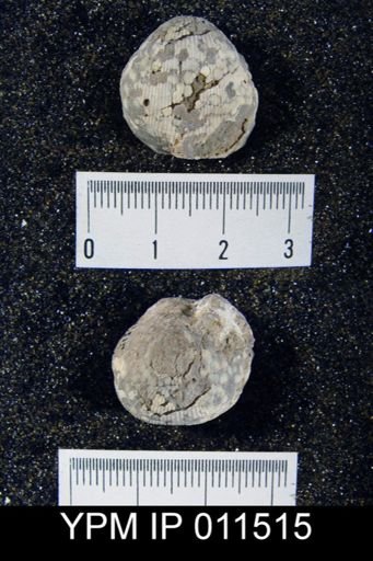Linoproductus cora angustus