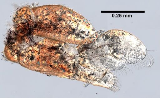 Idotea phosphorea