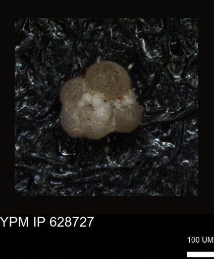 undet. Foraminiferida