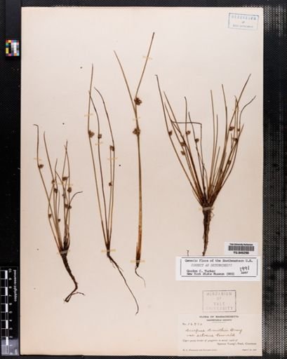 Scirpus smithii