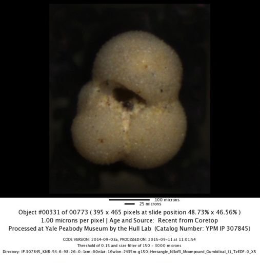 undet. Foraminiferida