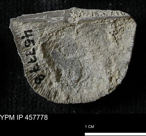 Strophodonta sp.