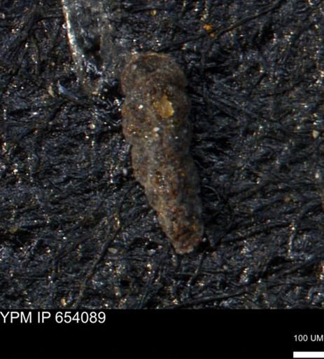 Verneuilina canadensis