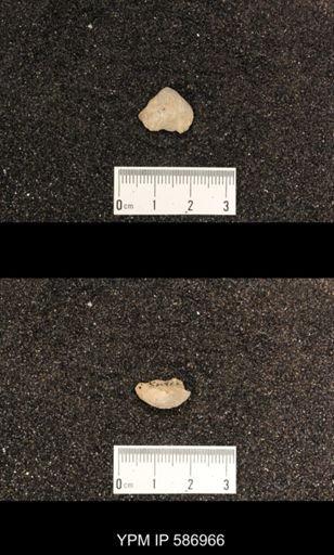 Rhynchotrema capax