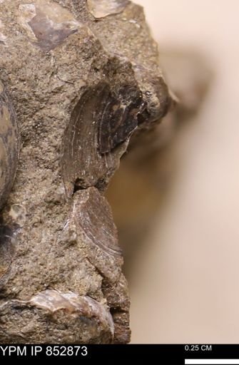 Limopsis striatopunctatus