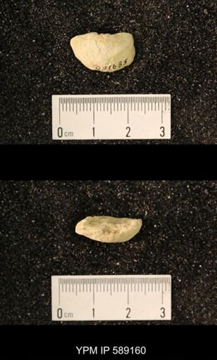 Sowerbyella sp.