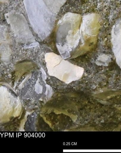 undet. Mollusca
