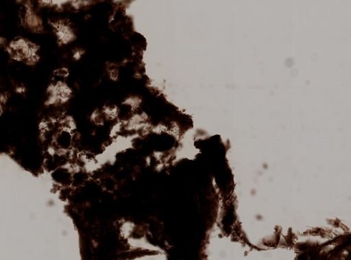 Iotrochota birotulata