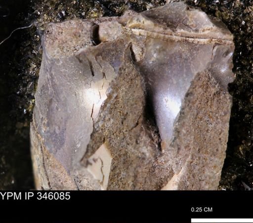 undet. Mollusca
