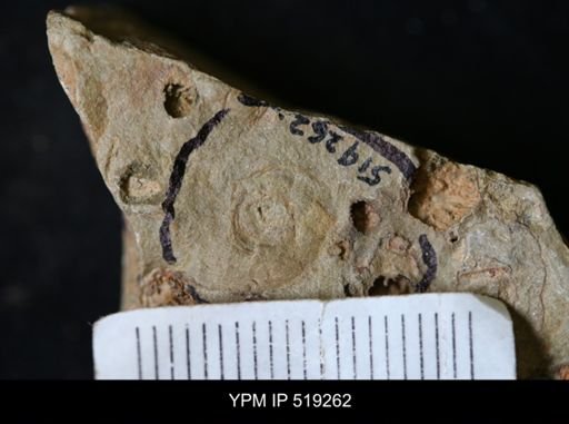 undet. Gastropoda