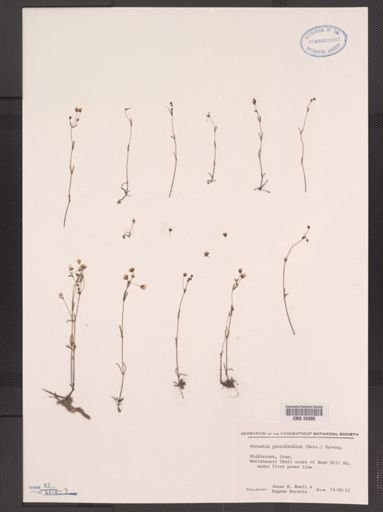 Arenaria glabra