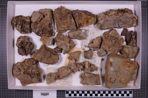 mixed taxa, stratigraphic collection