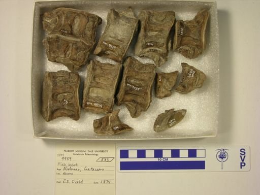 Xiphactinus sp.