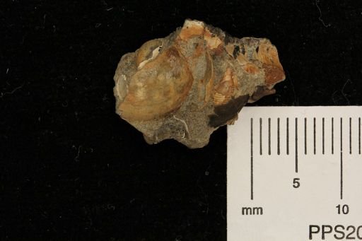 Hoploscaphites nicolletii
