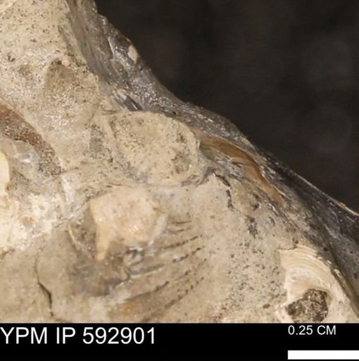 undet. Bivalvia