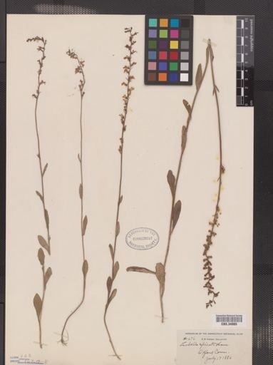 Lobelia spicata